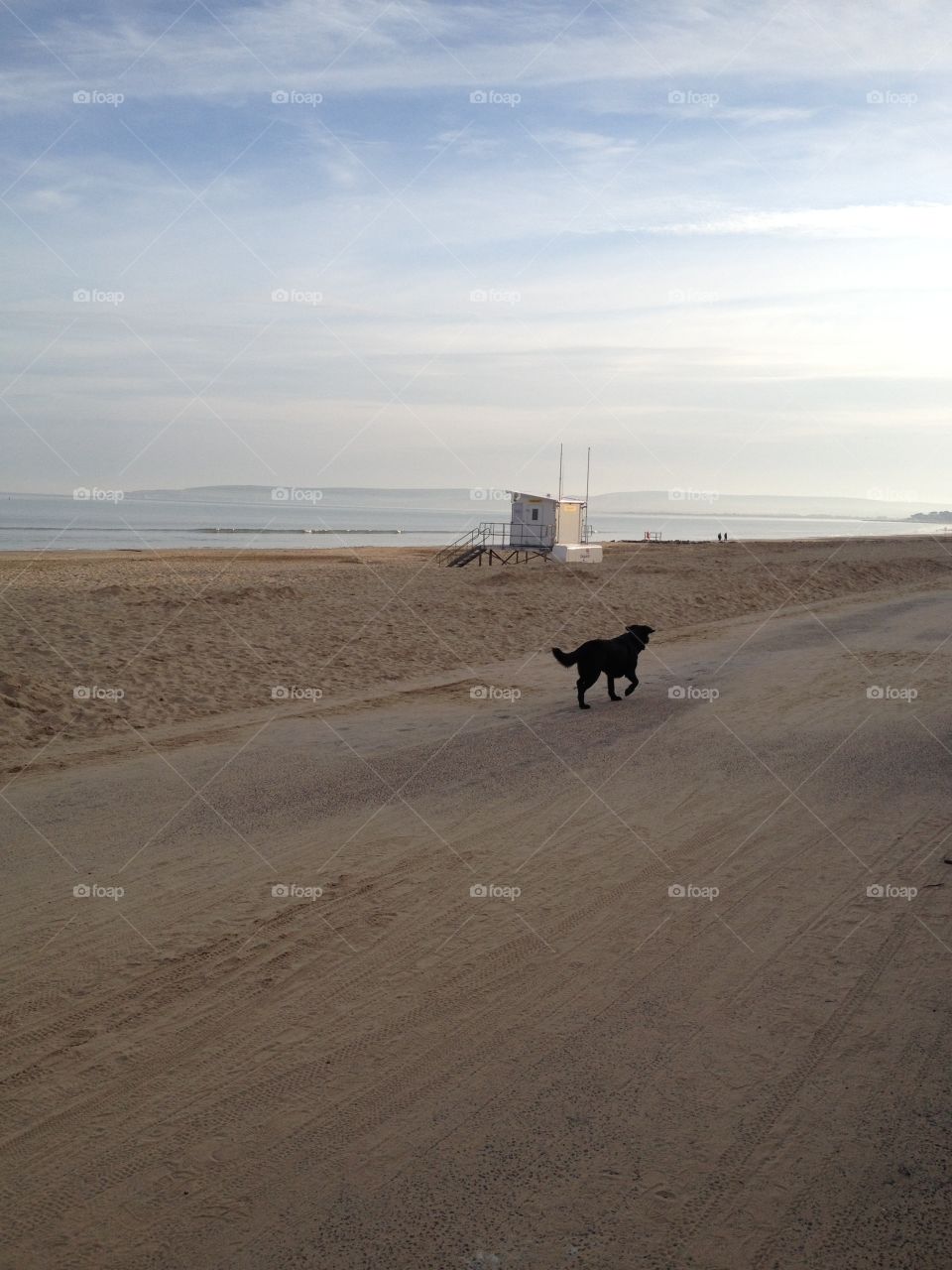 Labrador dog running alongside a lifeguard hut on Bournemouth Beach / Seafront at sunset
