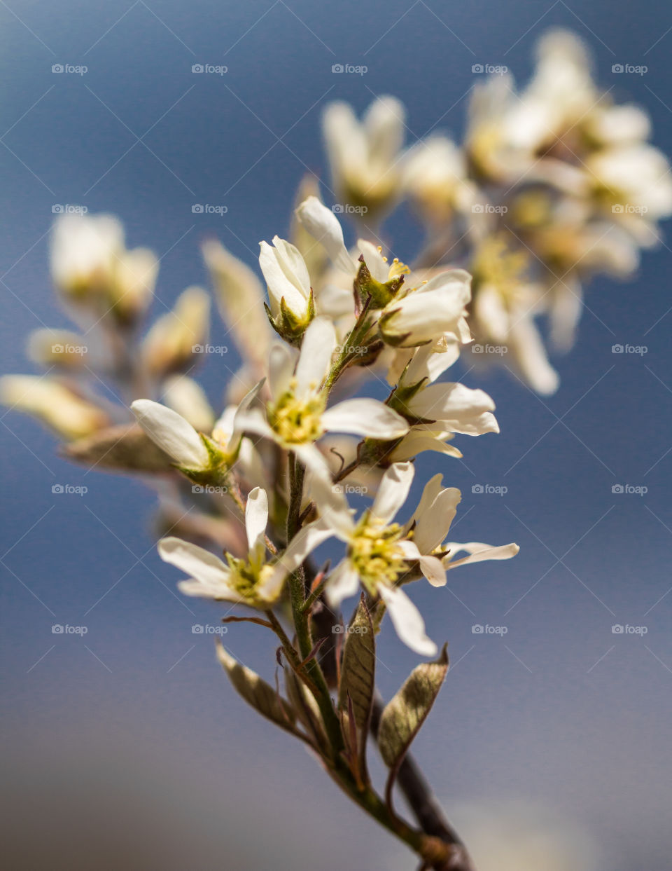 Blooming flowers