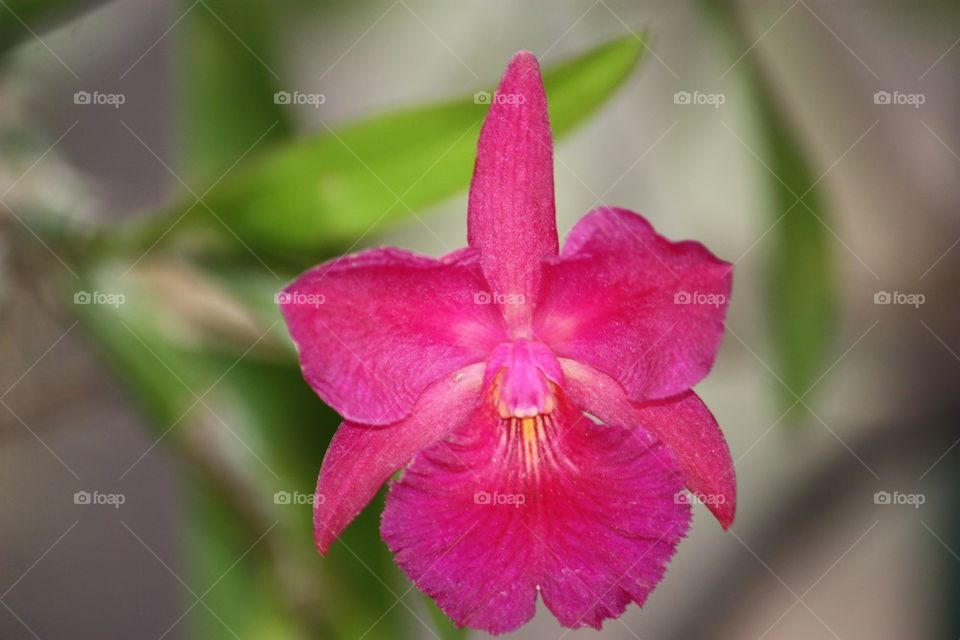 Pink orchid