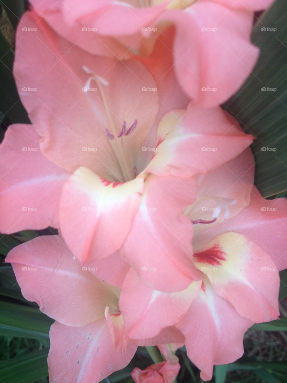 Pink Fowers