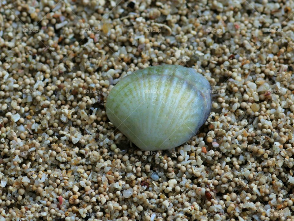 Single and Alone..
Sea Shell