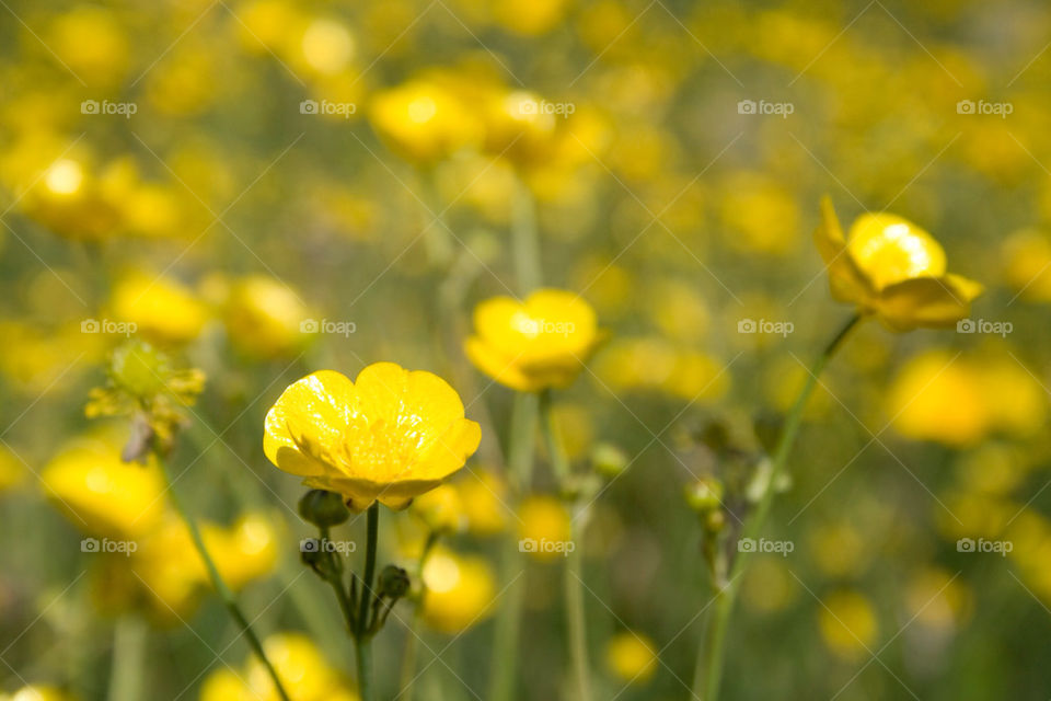 field yellow flower summer by chrille_b