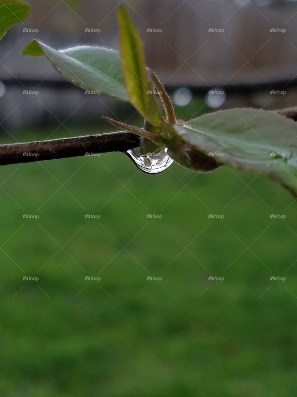 Raindrop on branch