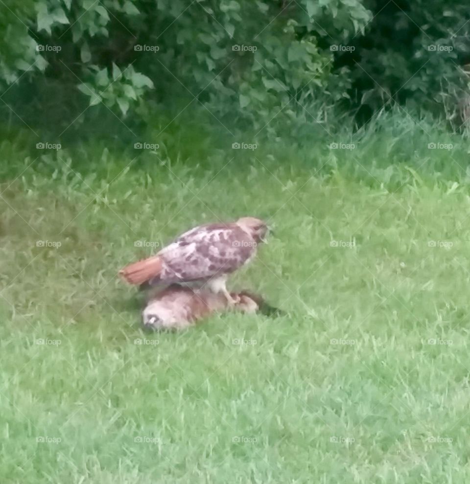 Red tailed hawk feeding on a groundhog-circle of life 