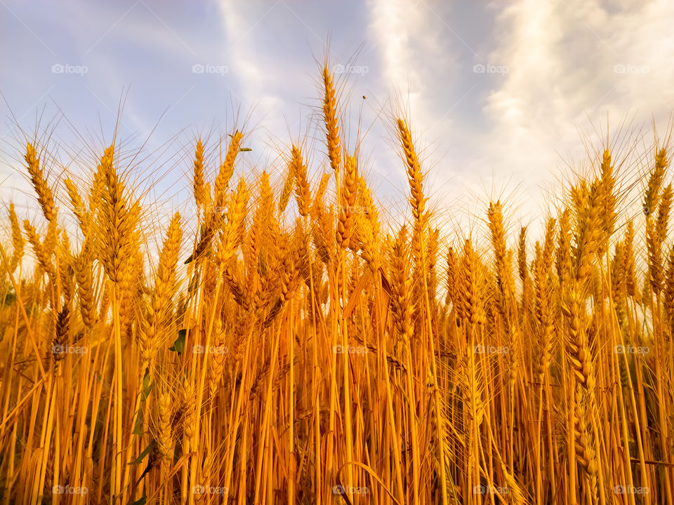 backdrop of ripening ears of yellow wheat field on the sunset cloudy orange sky background. Copy space of the setting sun rays on horizon in rural meadow Close up nature photo Idea of a rich harvest