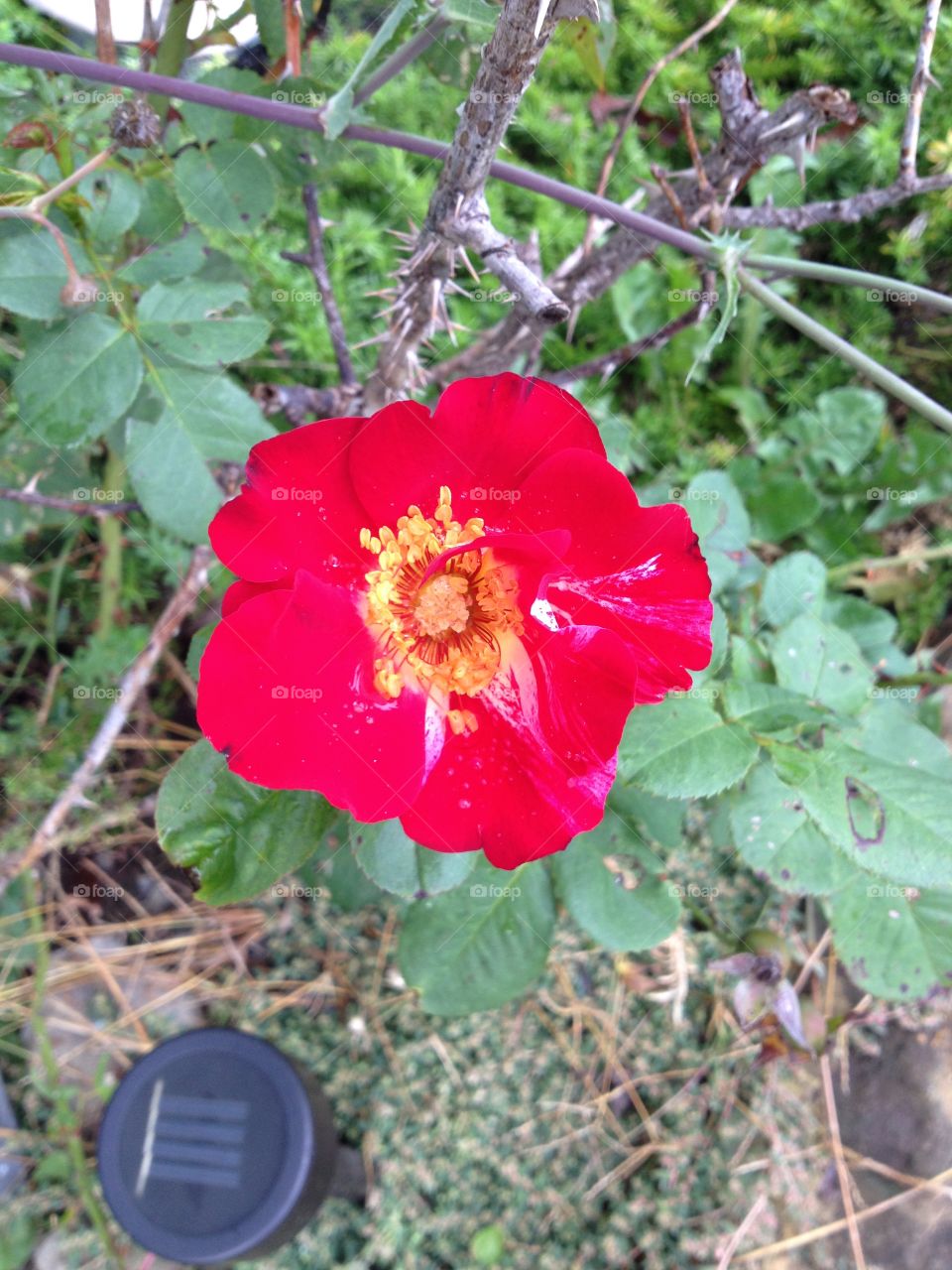 Red rose, beautiful backyard flowers 