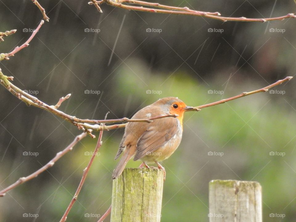 Robin in the Rain 