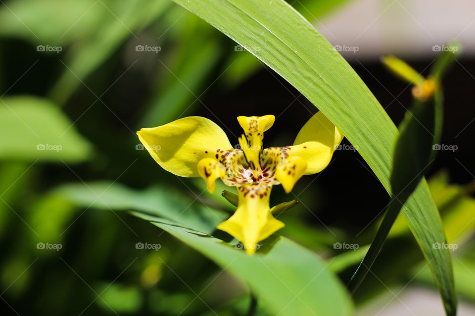 Macro shot (plant)