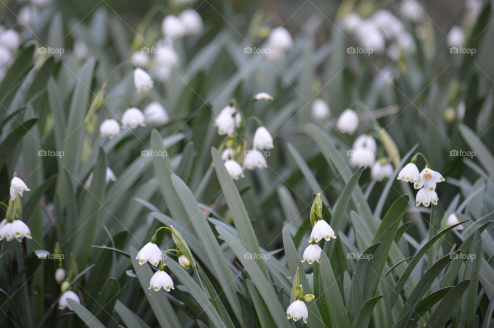 Leucojum plants. 