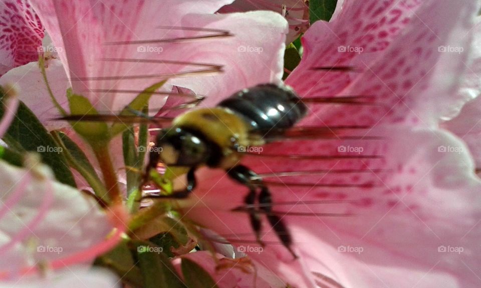 Closeup Zigzag bumblebee wings making sine wave pattern.