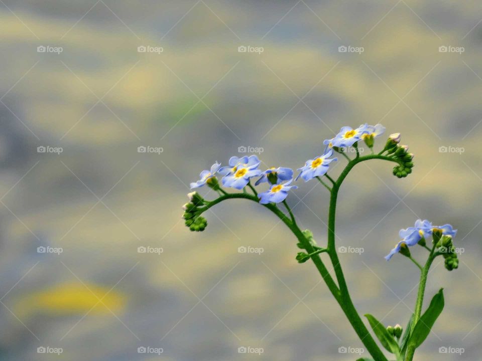 Forgot Me Nots on waters edge