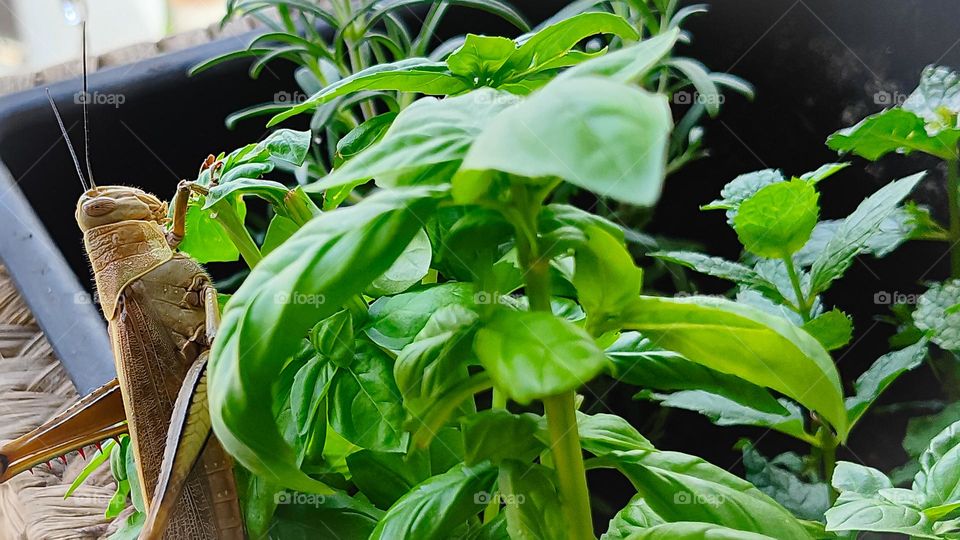 Grasshopper eating green basil herb