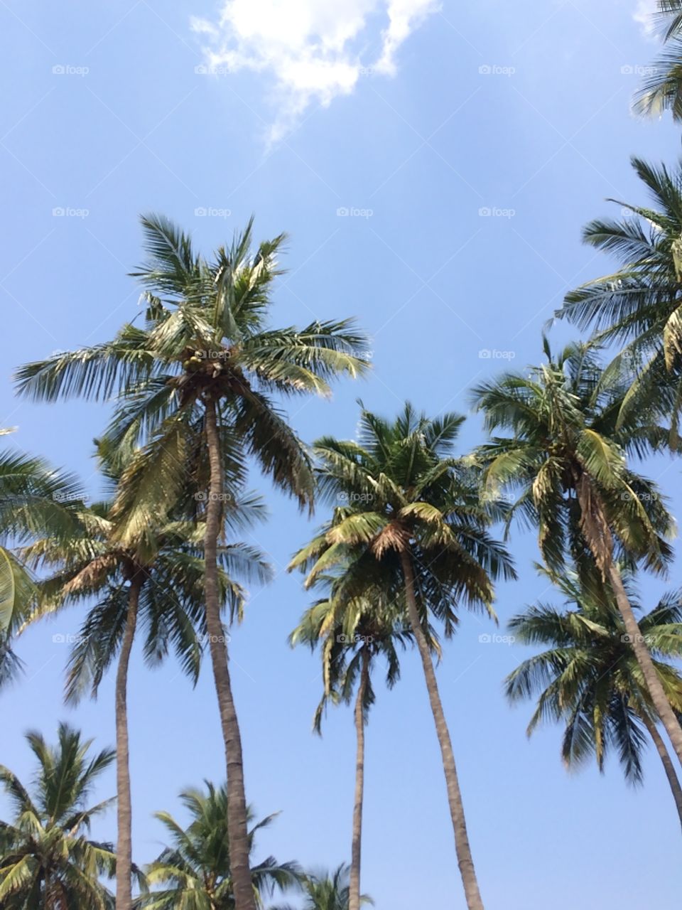 coconut trees nature 