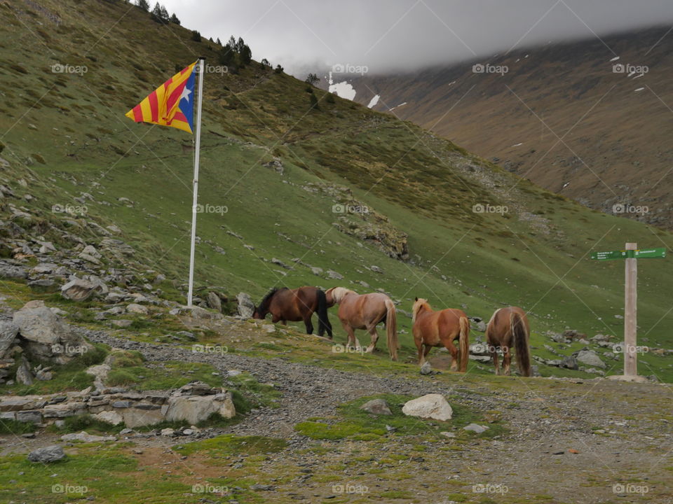 Catalonia horses