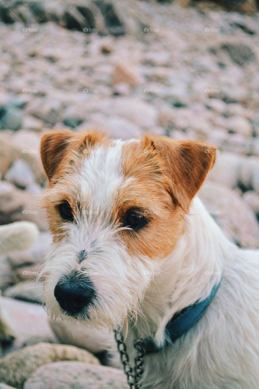 Very cute jack russell terrier