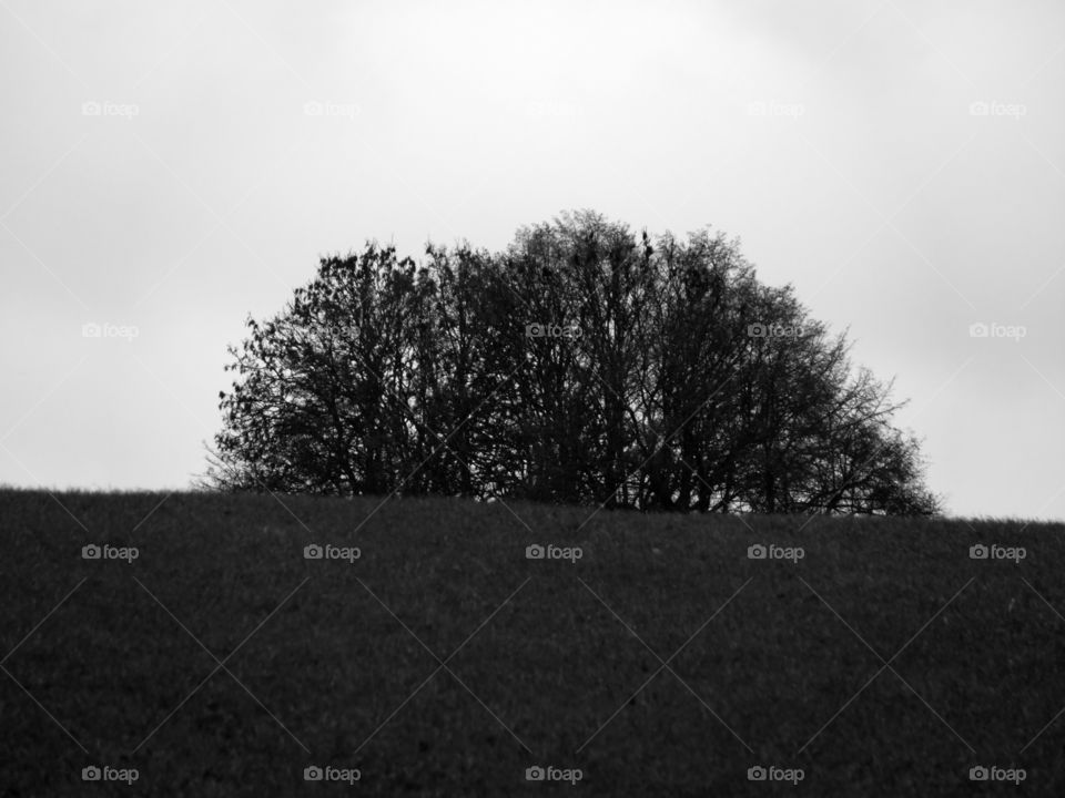 Black and white shot of trees against sky during winter  in Mecklenburg-Vorpommern, Germany.