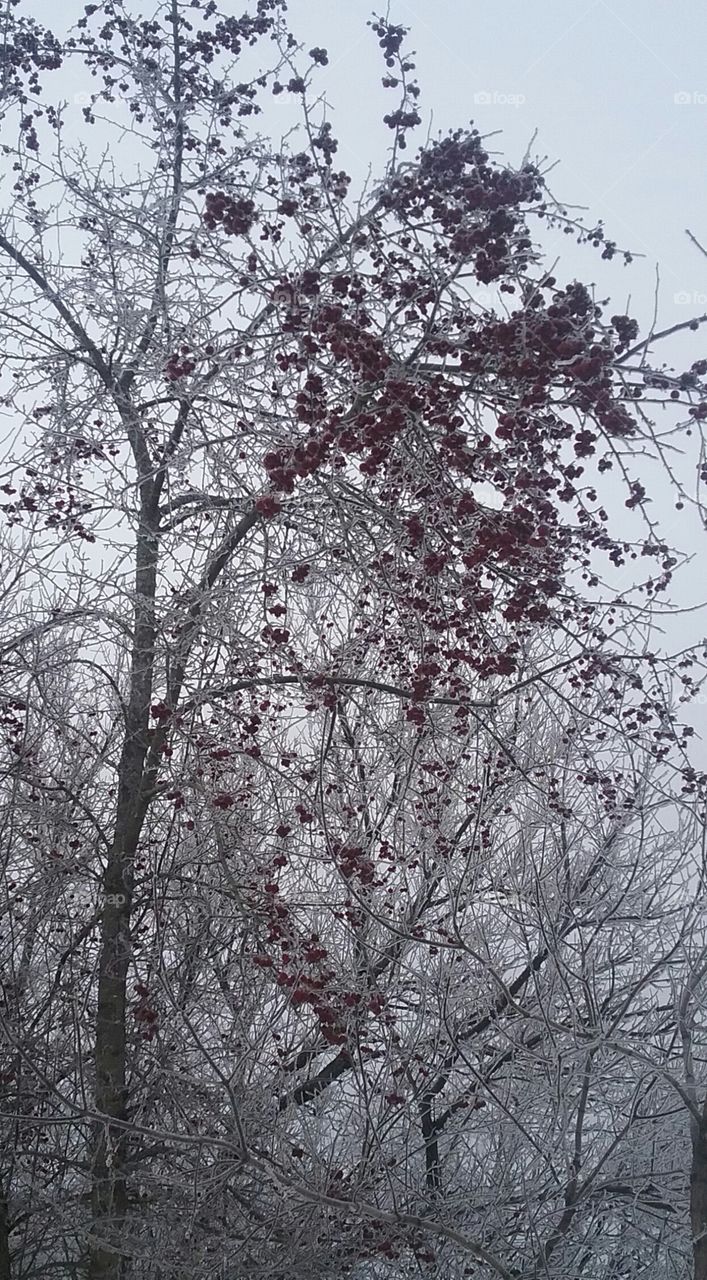 a splash of color in the frozen winter morning