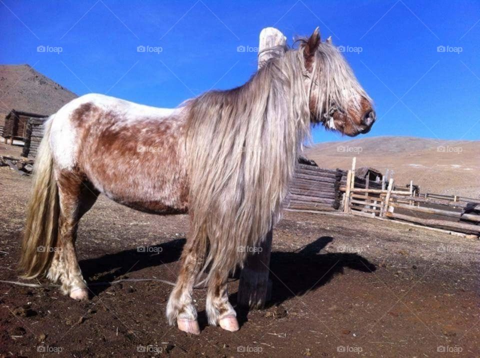 Mongol horse 