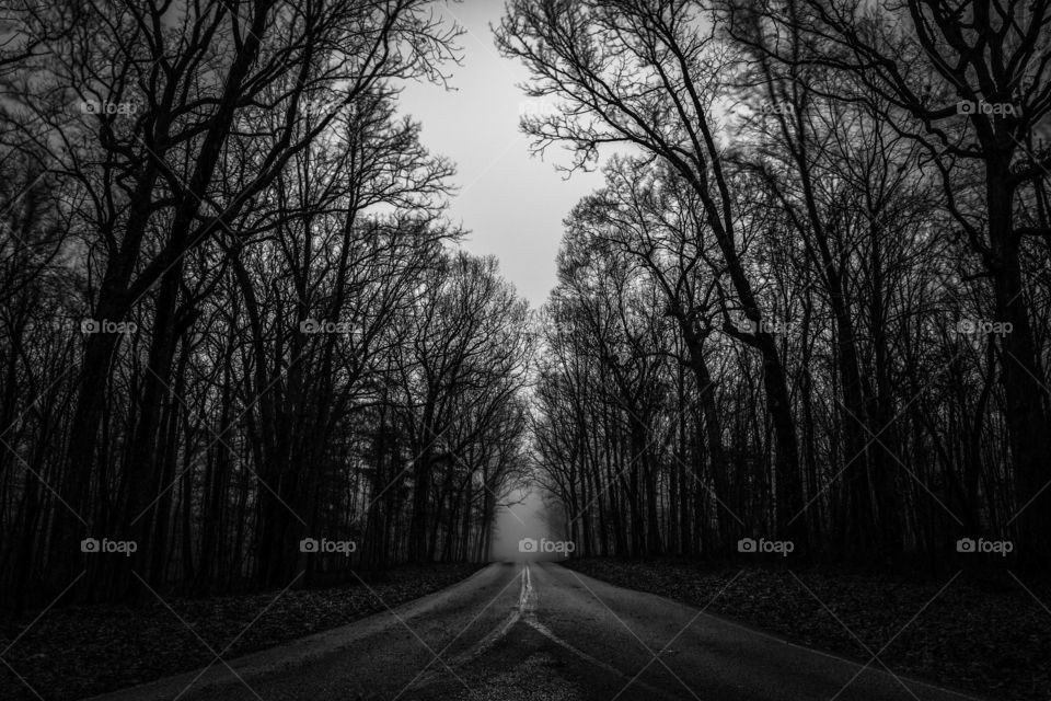 A winter fog creeps in along a lonesome road in Sewanee Tennessee. 