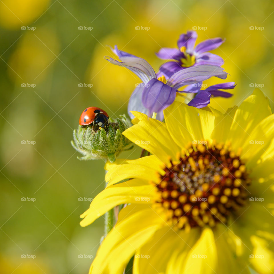 Macro ladybird. 