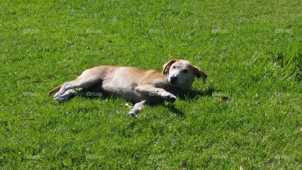 puppy enjoying the grass