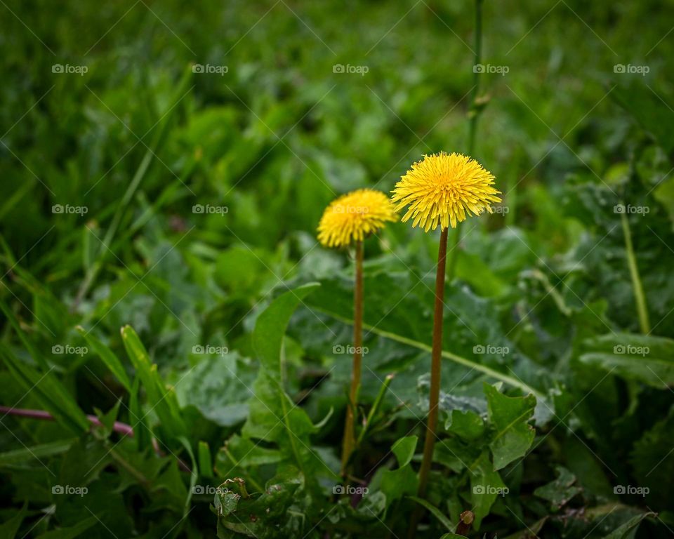 flores silvestres del campo