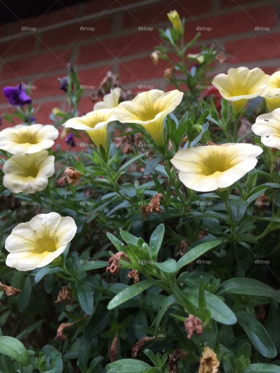 Garden with bell flowers