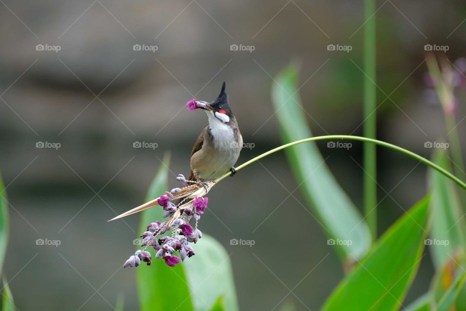 bird with flowers