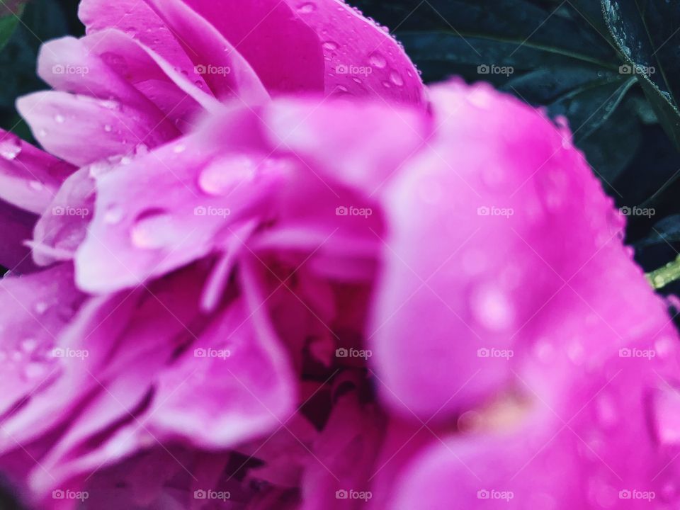 Closeup of beauty flower.Macro photo