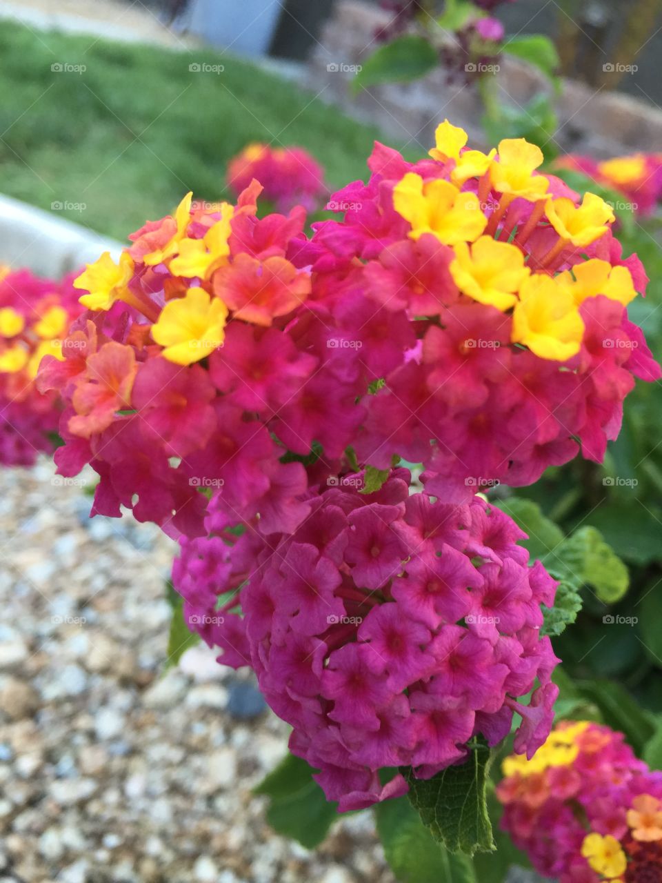 Beautiful colorful flowers 🌺 