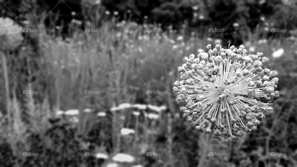 Flower in B&W