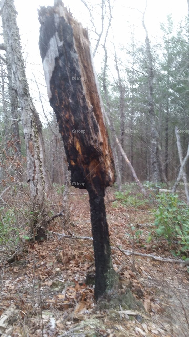 funky burn tree