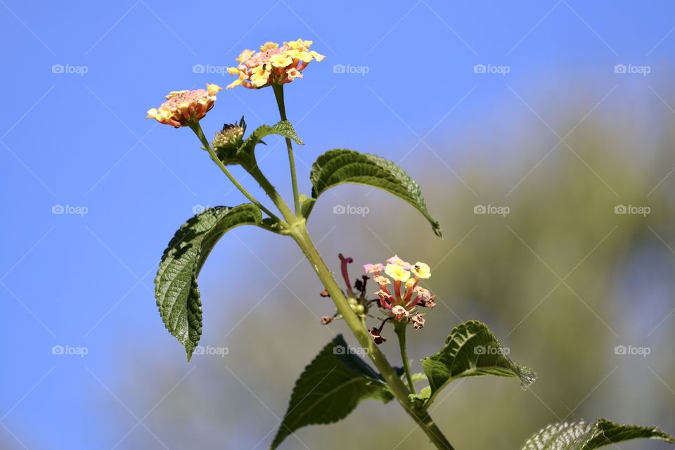 Lantana shrub flower against a blue sky room
For text