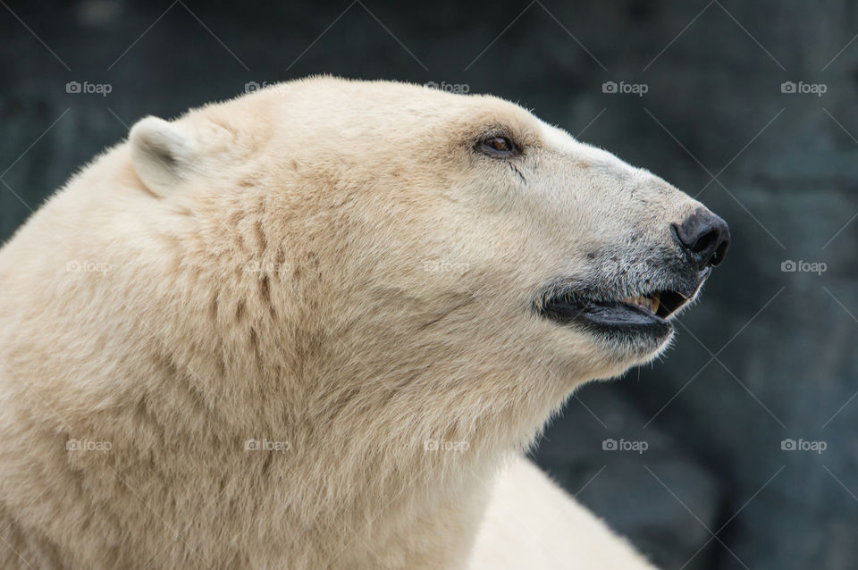 Polar bear in zoo