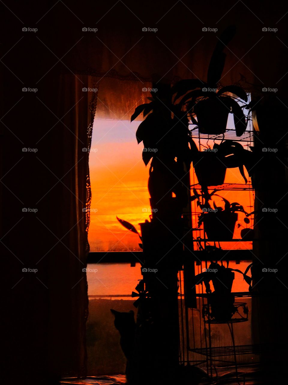 Beautiful view of sunset with a kitty in the window. 