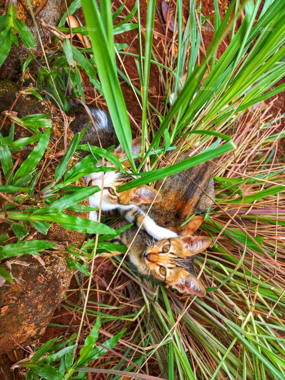 Two kittens in the grass