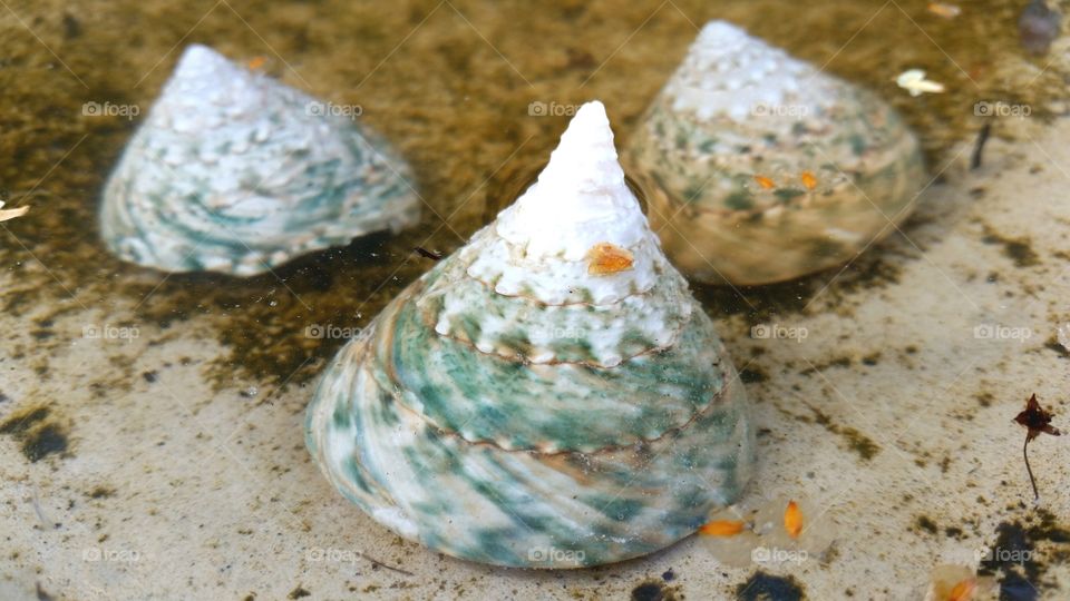 Spiral shells in sea water at the beach