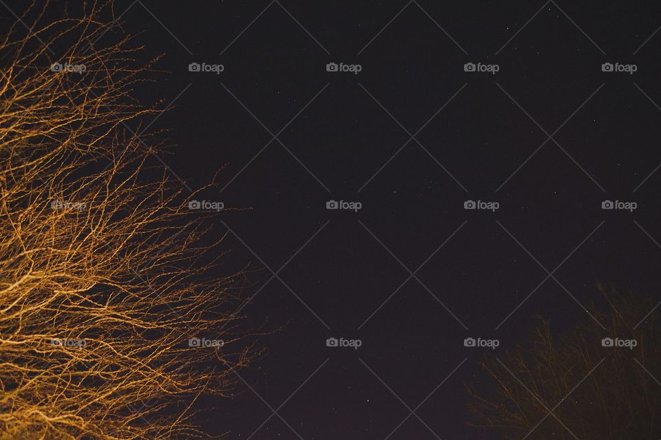 Tree branches against the night