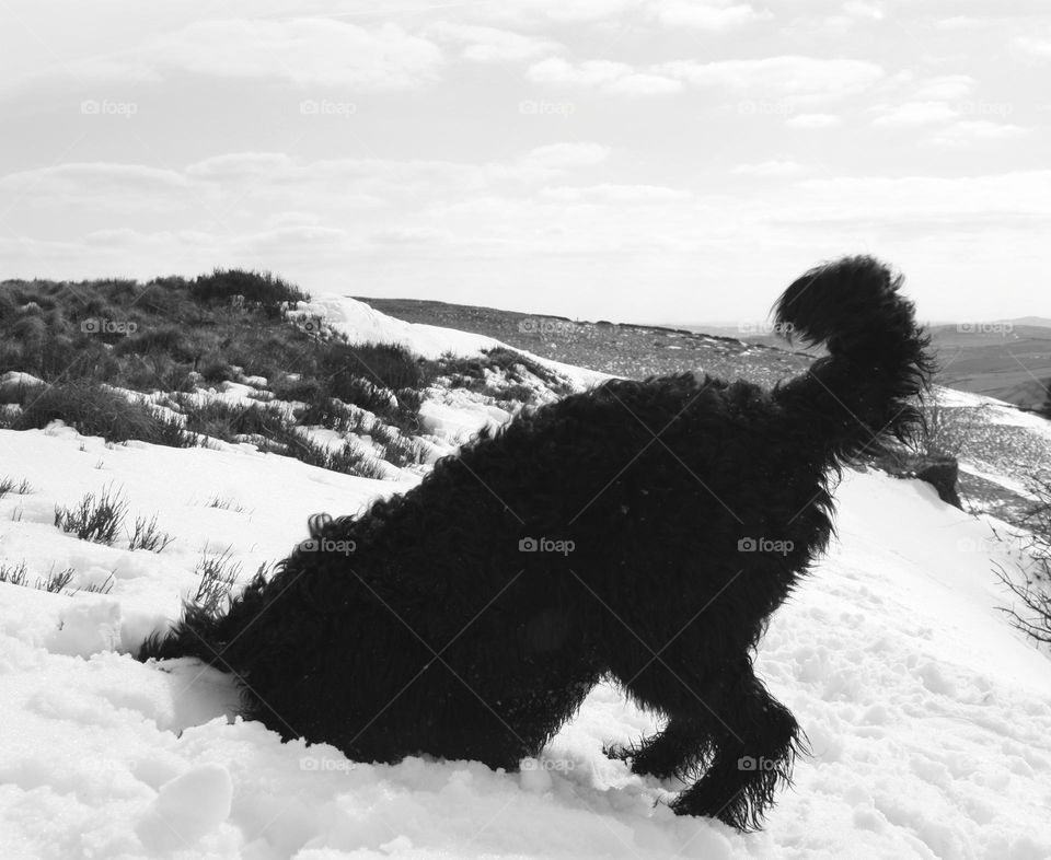 Dog found something in the snow 