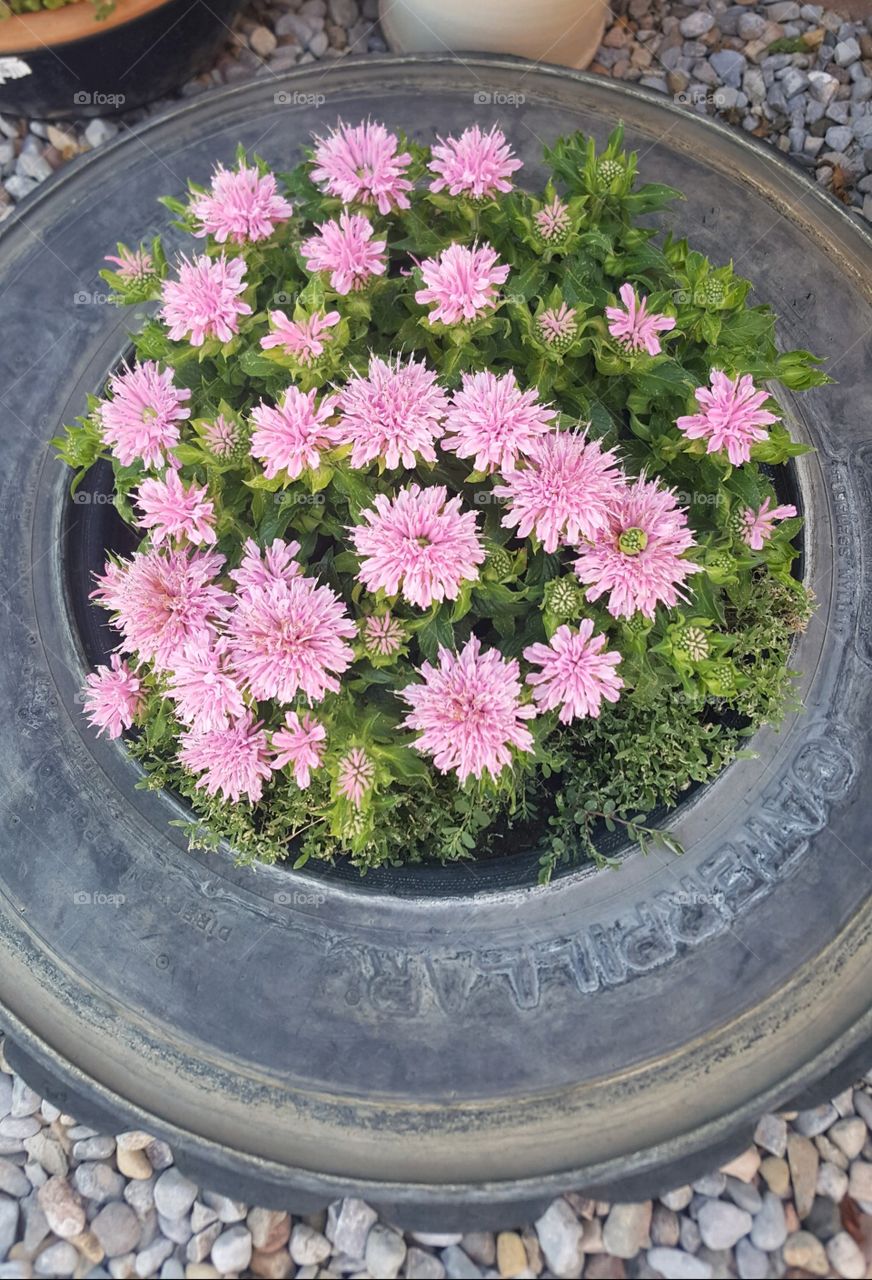 Pink flowers in tire planter