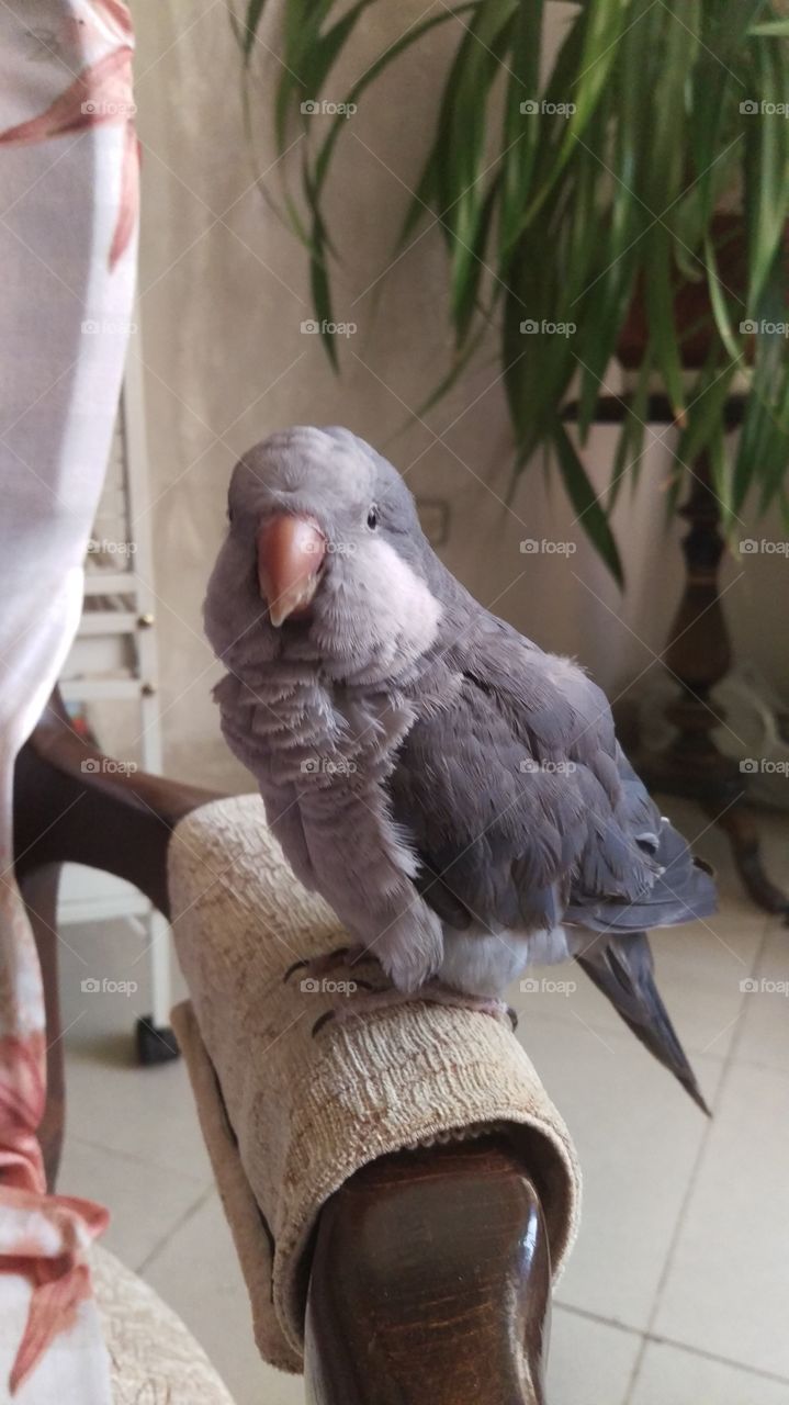 quaker parrot