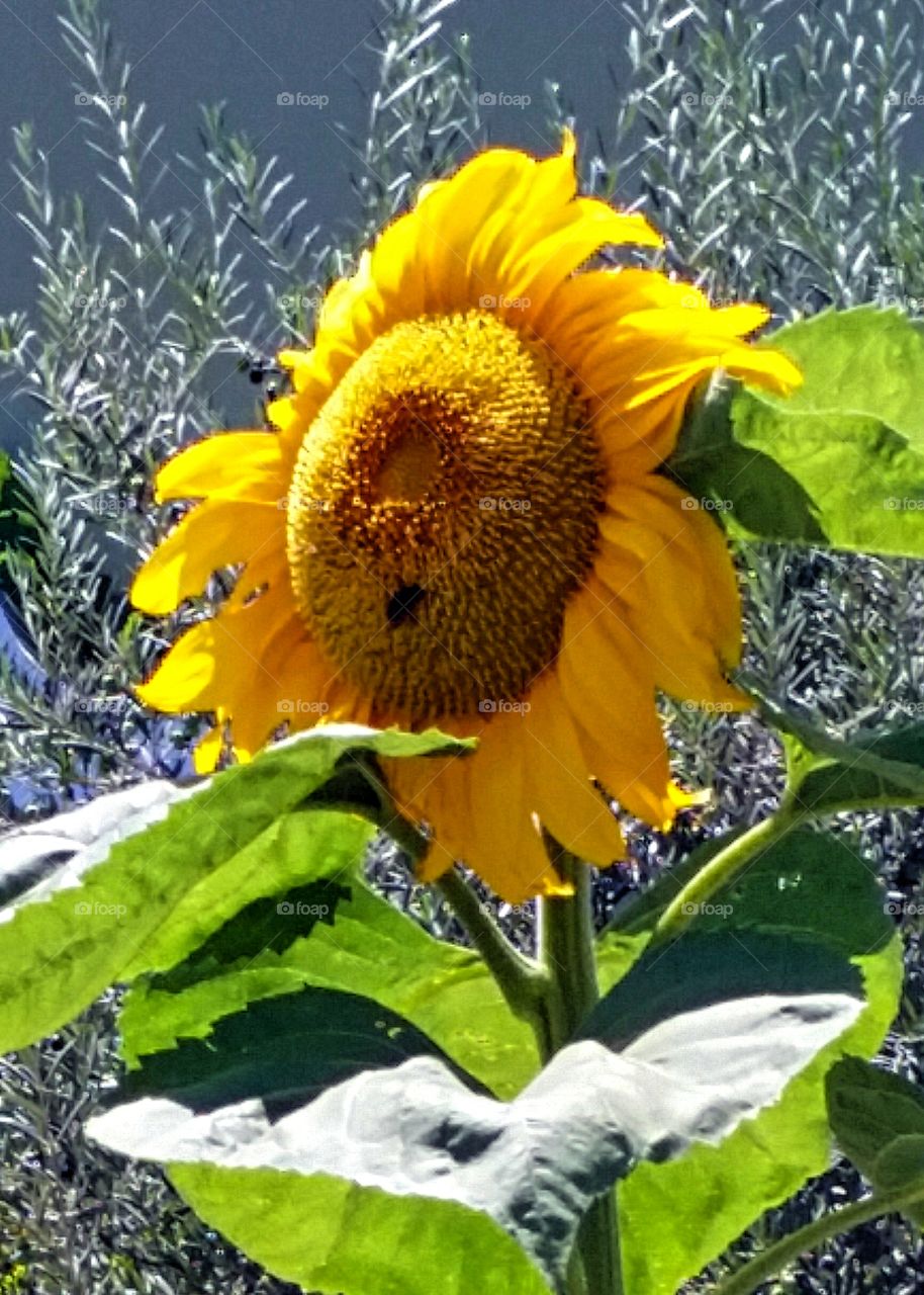 Fading Sunflower