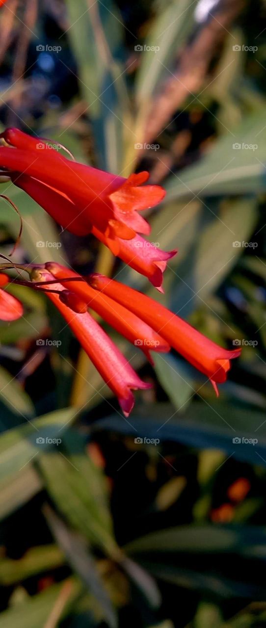 Russelia equisetiformis