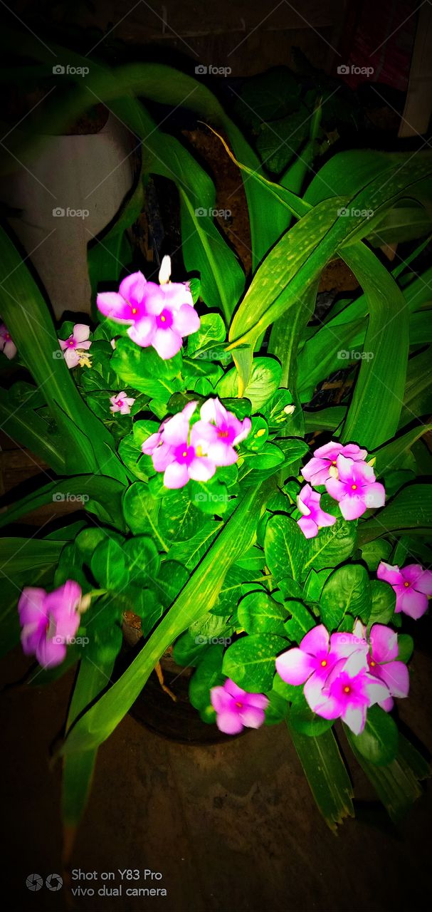 #foap #infoapartemen #foapjuly18 #foapaug18 #foapfeb18 #foapapril17 #foapers #foapjune18 #fotografoaprendiz #sfoapprentices #foaper #infoapartment #foapmission #foapmay18 #foapapr18 #foapit #infoaplikasipaytren #infoapple #foapom #foapjan19 #infoapp