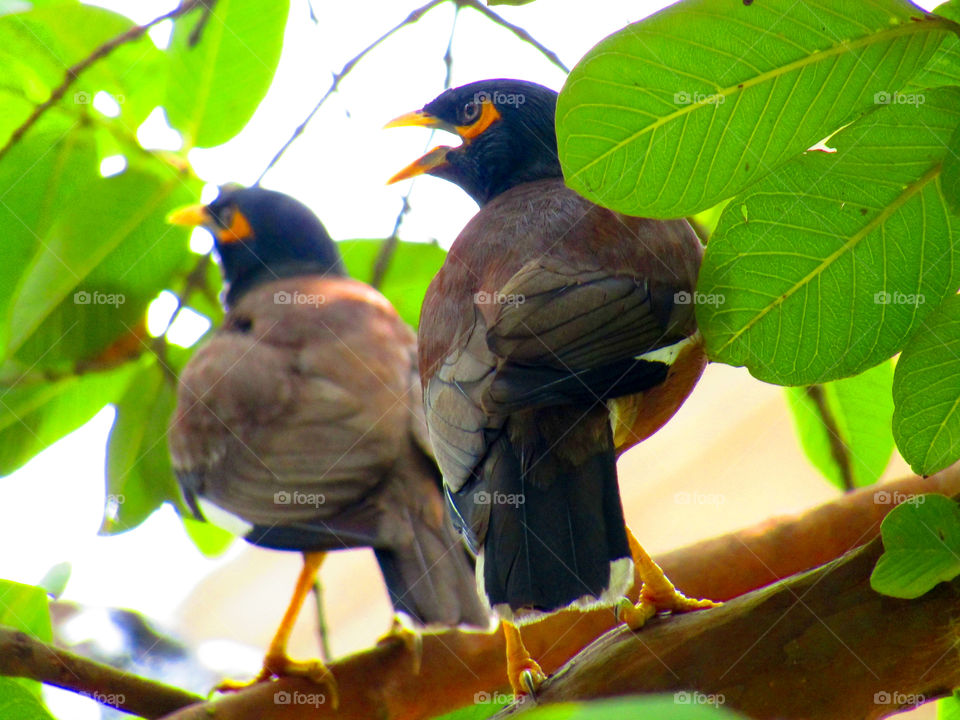 The common myna or Indian myna (Acridotheres tristis), sometimes spelled mynah, is a member of the family Sturnidae (starlings and mynas) native to Asia.
