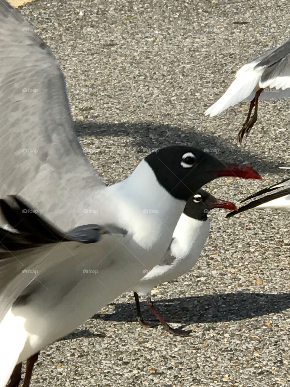 Louisiana Seagulls