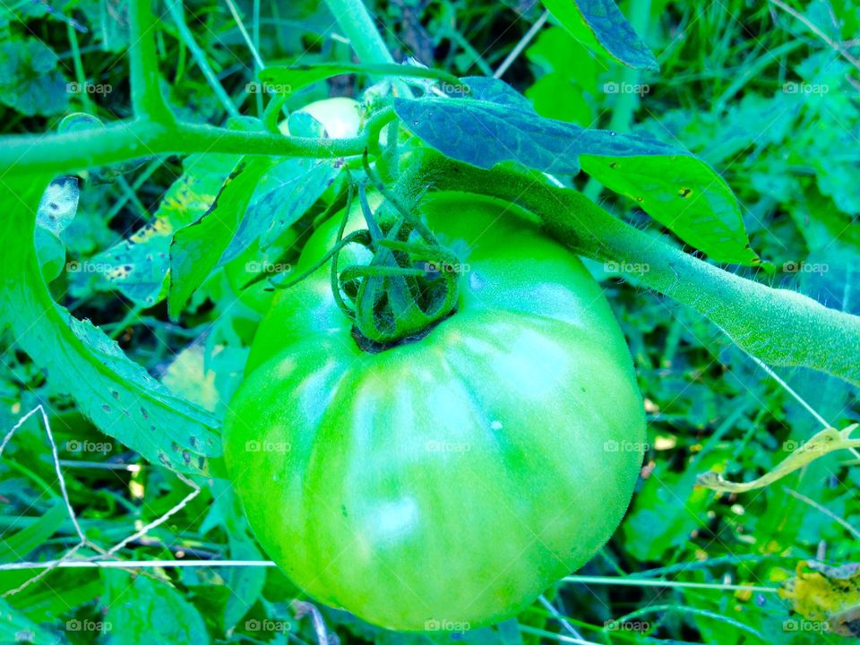 Organic green tomato