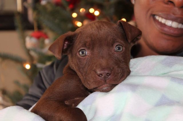 Puppy