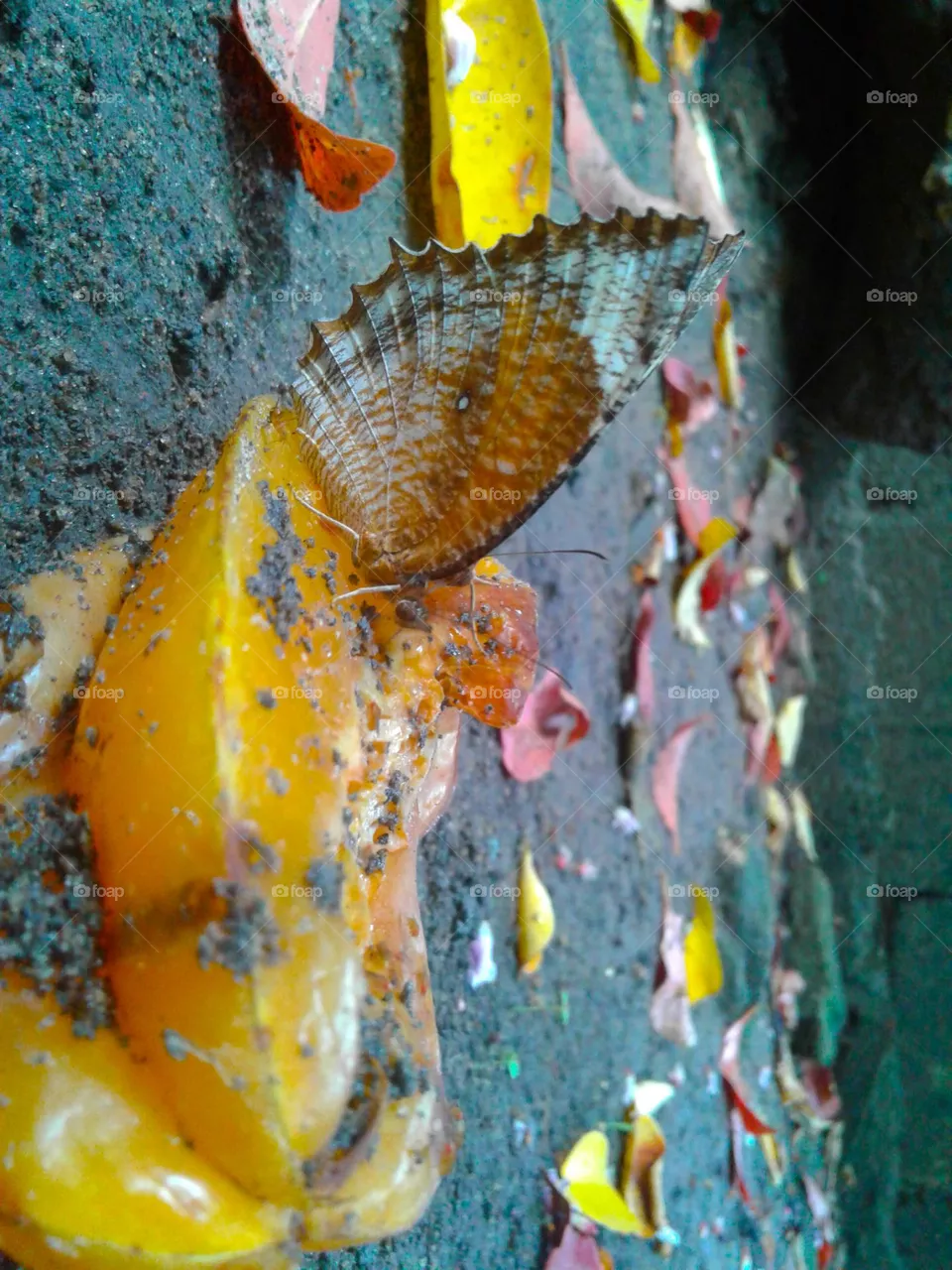 Brown butterfly / fruit/ yellow fruit/ natural/ nature / home garden / leaves/ different / perspective / nature lover