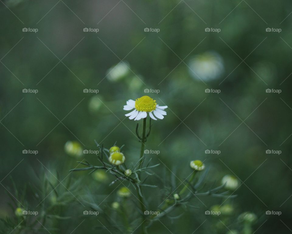 Chamomile 